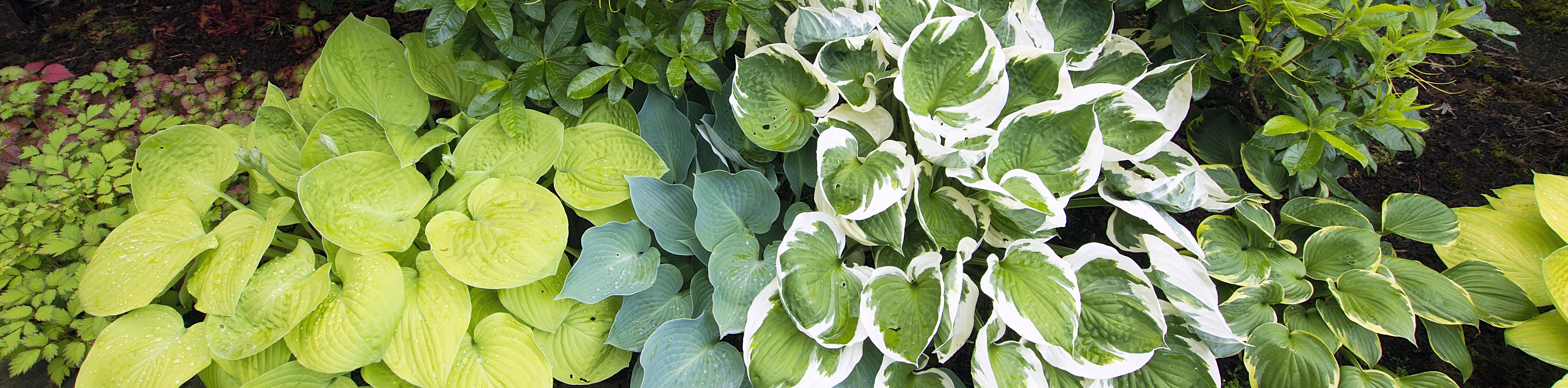 Hostas in a landscaping bed. Hosta cultivars come in an amazing variety of colors, patterns, textures, and sizes.