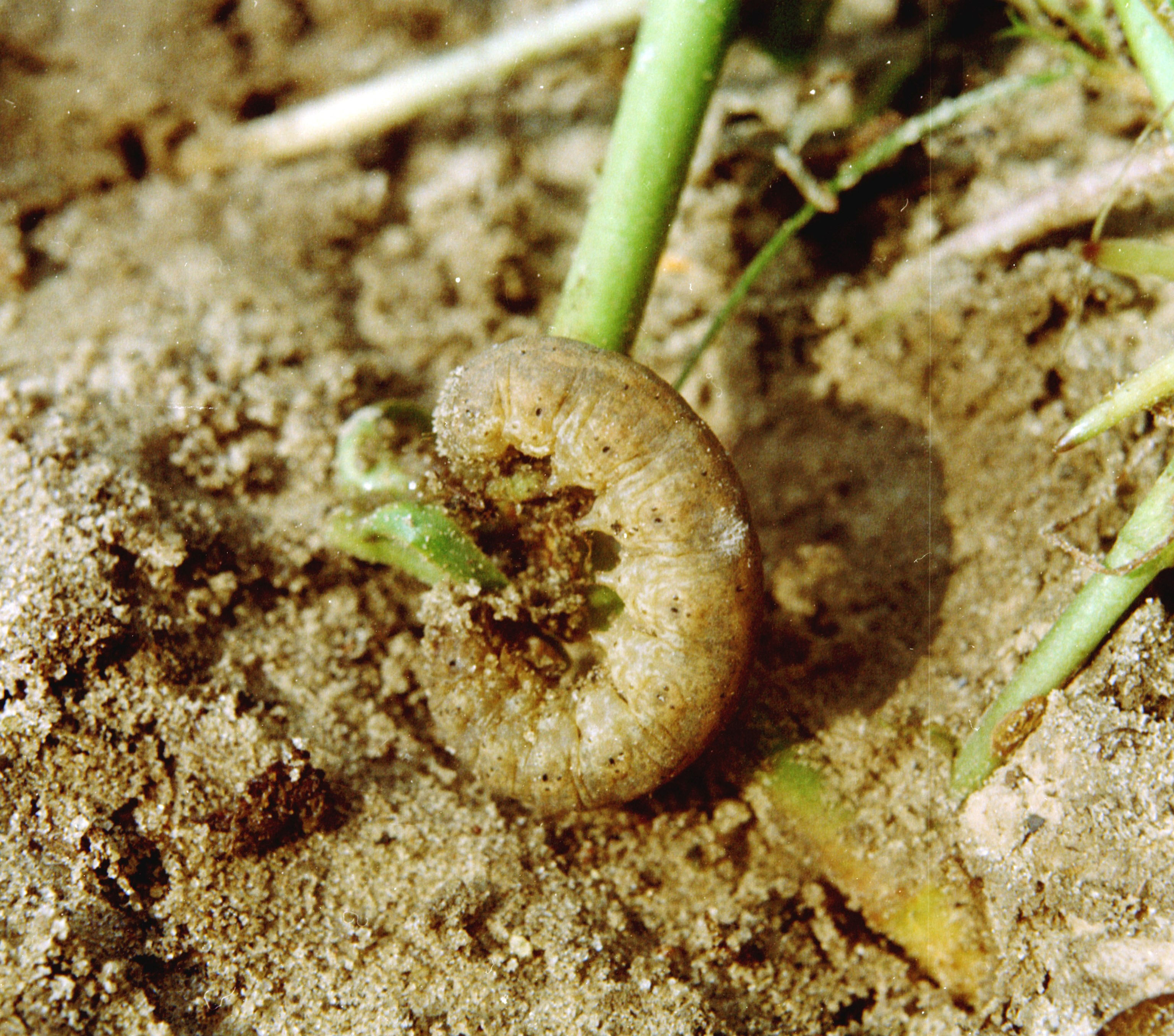 Closeup of a tan cutworm feeding on a green plant stem at the soil line.