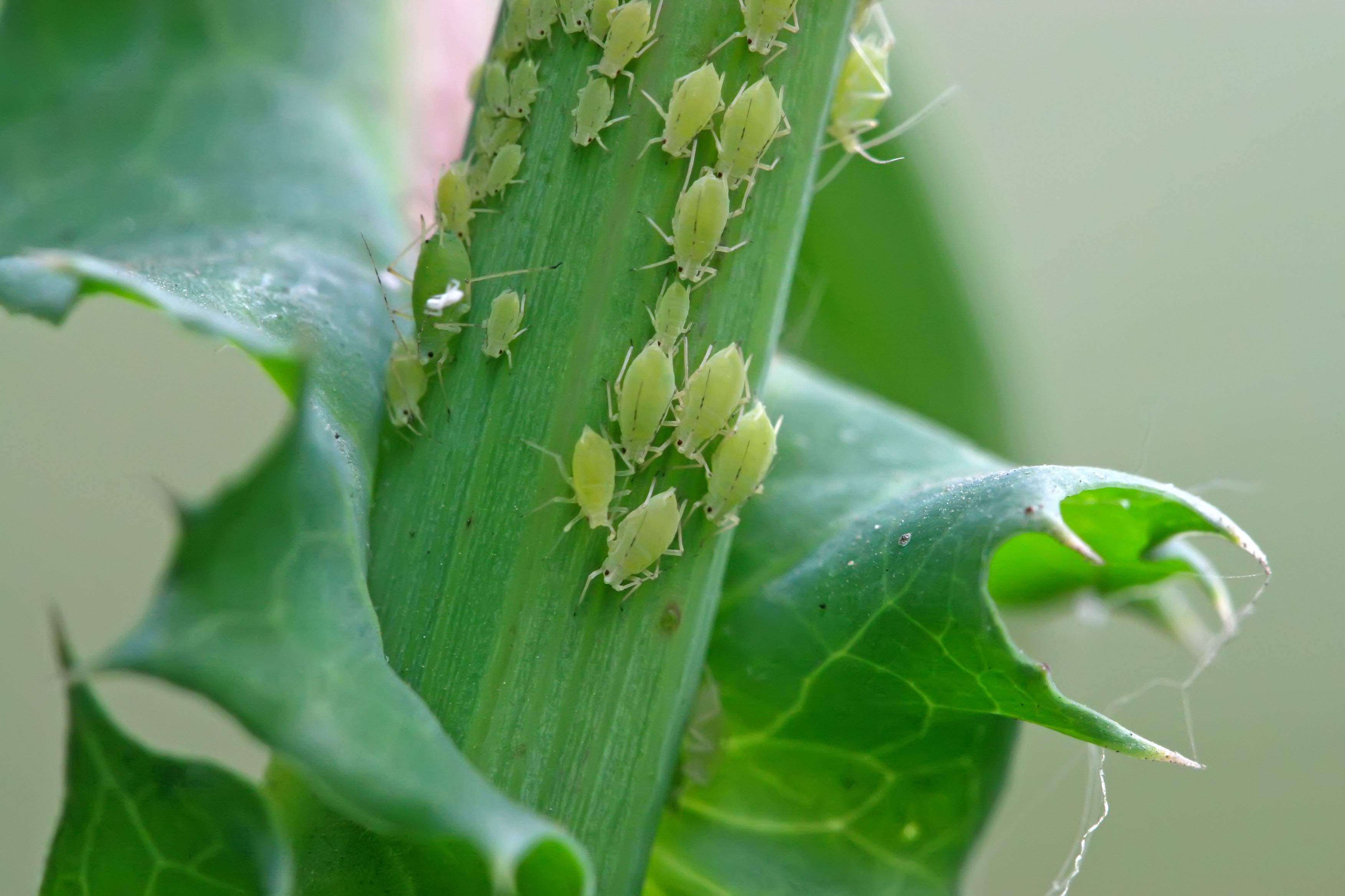 Aphids of various life stages on an unidentified green plant stem.
