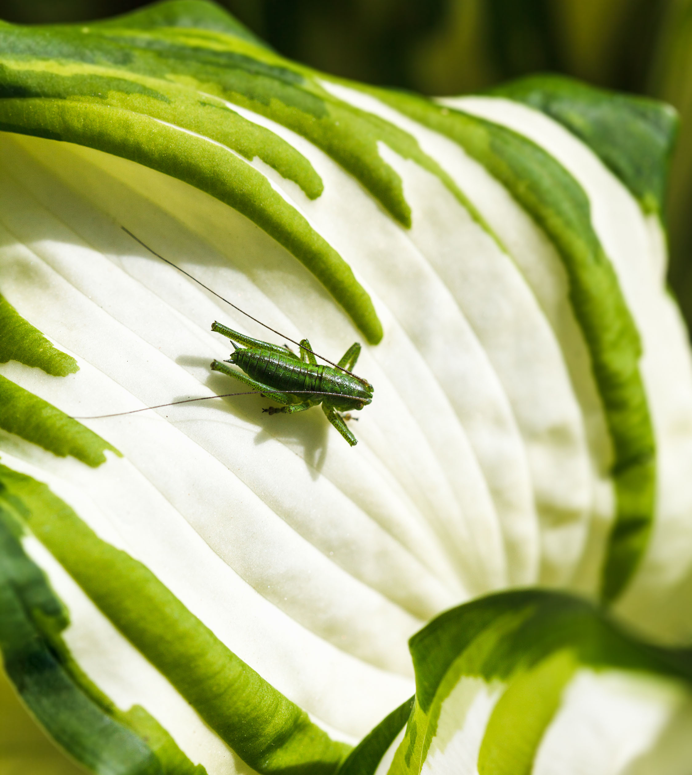 A single green grasshopper perched in the middle of a green-and-white hosta leaf.
