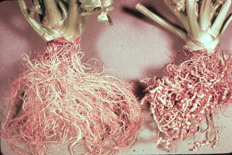 Side-by-side shot of the roots of two celery plants. The root system of the plant on the left is healthy, while the less robust roots of the plant on the right are stunted, twisted, and covered in galls due to the action of root-knot nematodes.