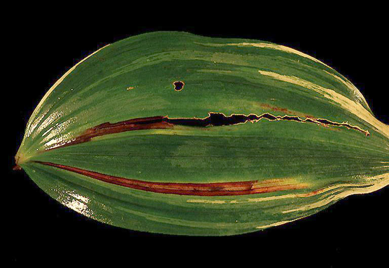 Closeup of a tattered hosta leaf against a black background. The leaf shows signs of damage caused by foliar nematodes.