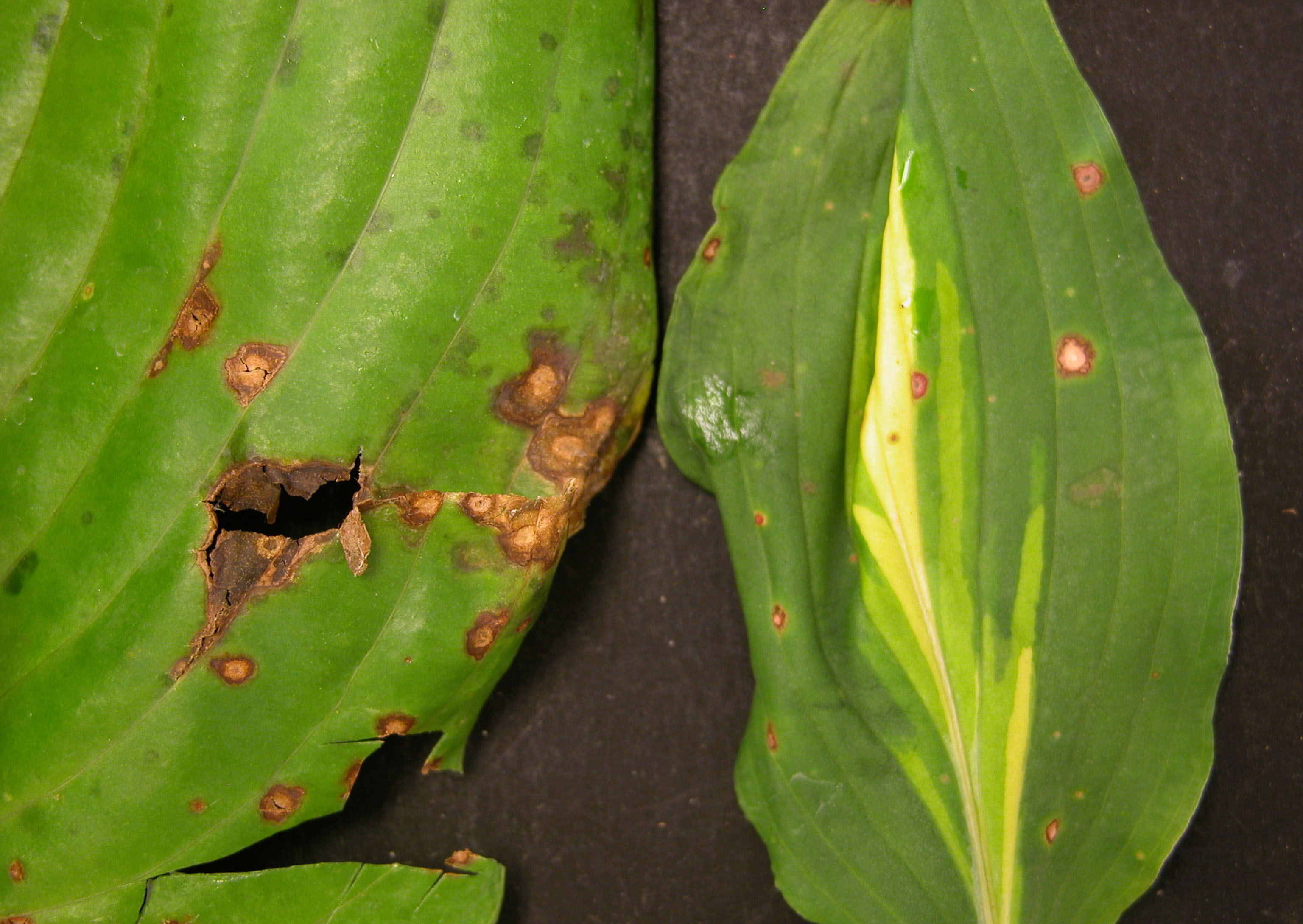 Two hosta leaves with symptoms of anthracnose infection shown on a dark background.