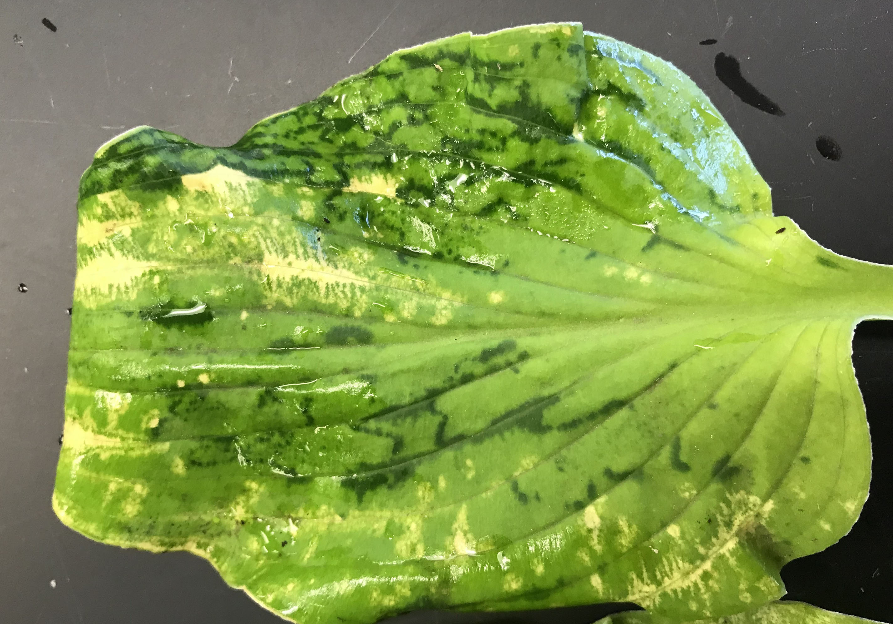 An abnormally twisted hosta leaf with mosaic yellowing and mottling caused by hosta virus X.