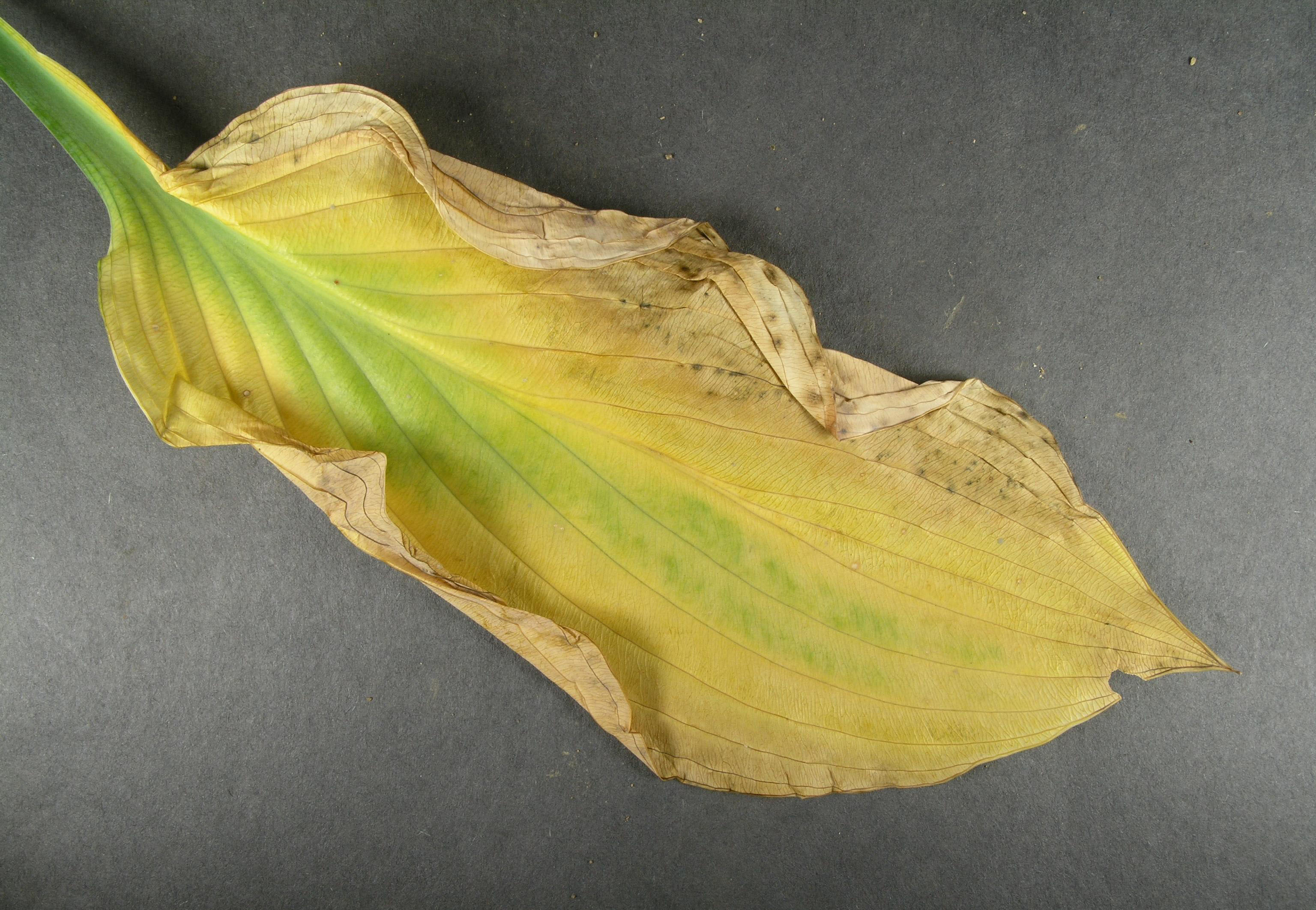 A yellowed, abnormally curled hosta leaf that is infected with southern blight.