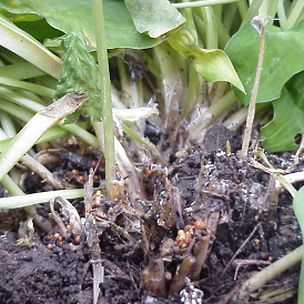 Several hosta stems, or petioles, that have rotted off at the soil line from a southern blight infection. The rotted stems have small, rounded bumps on them called sclerotia that range in color from light tan to dark red.