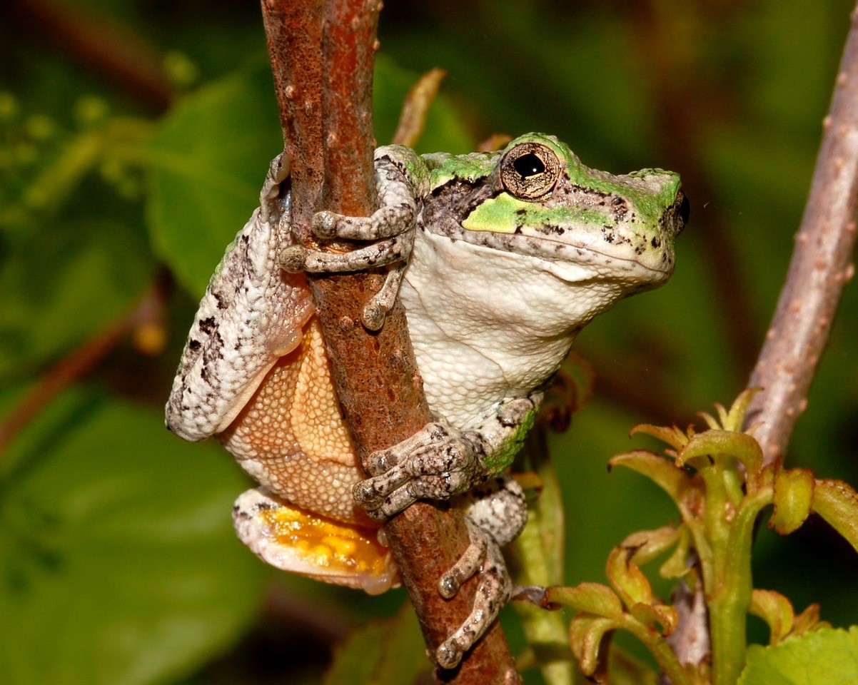 gray tree frog 