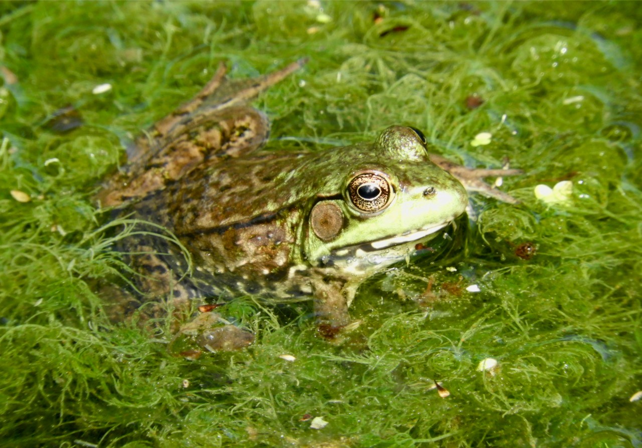 green frog