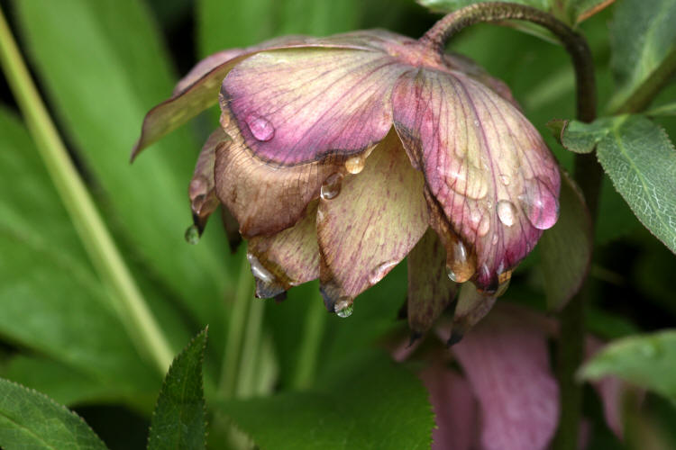 Hellebores