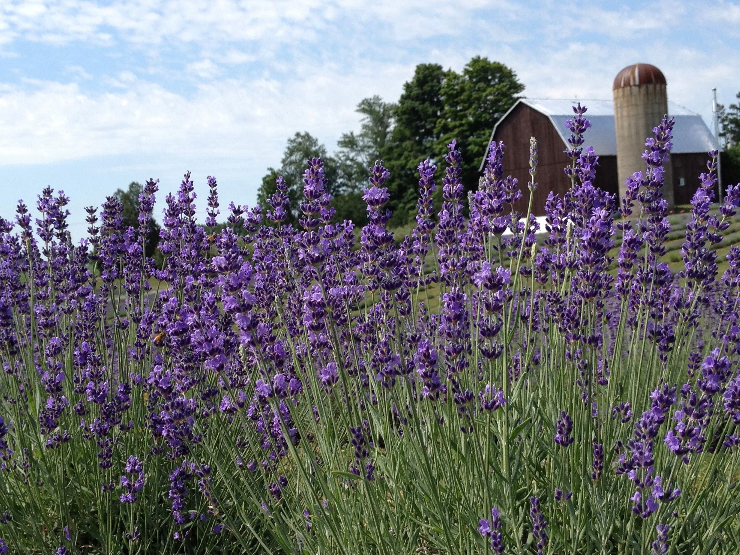 Apple Hill Lavender Farm