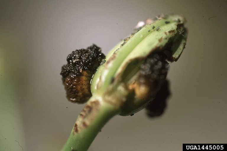 Could cedar mulch stop red lily leaf beetle? 