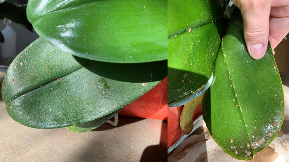 Scale infestation and their honey dew on orchid leaves
