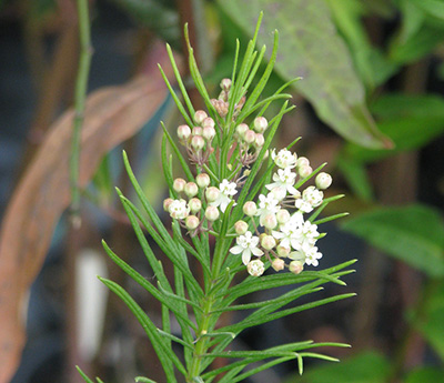 Whorled milkweed