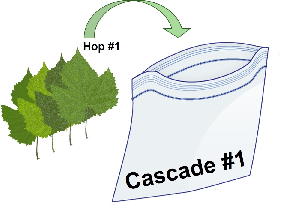 Diagram of one plant going into a bag.