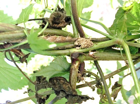 European corn borer bine