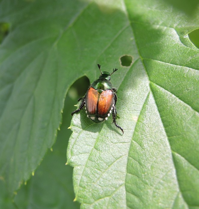Japanese beetle on leaf