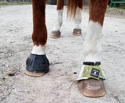 How To Protect Your Horse S Legs Horses