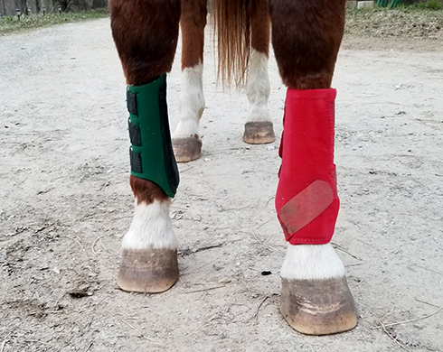How To Protect Your Horse S Legs Horses How To Protect Your Horse S Legs Horses