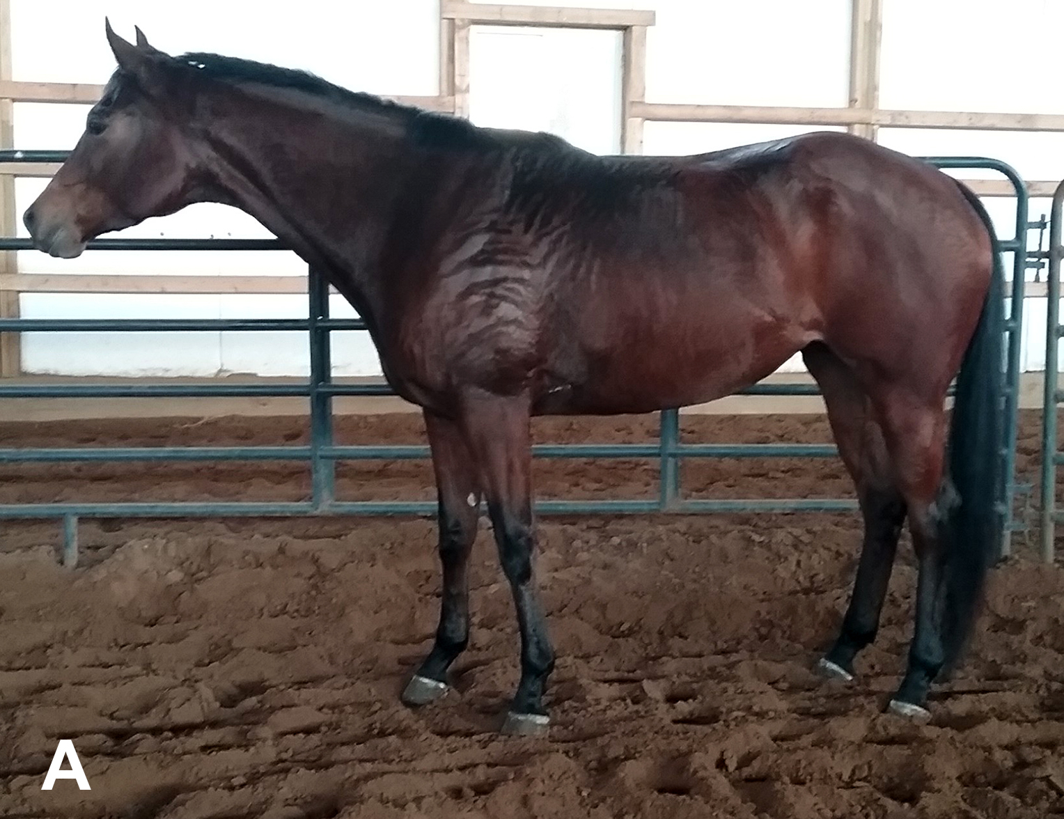 Anatomy Of A Horse Halter