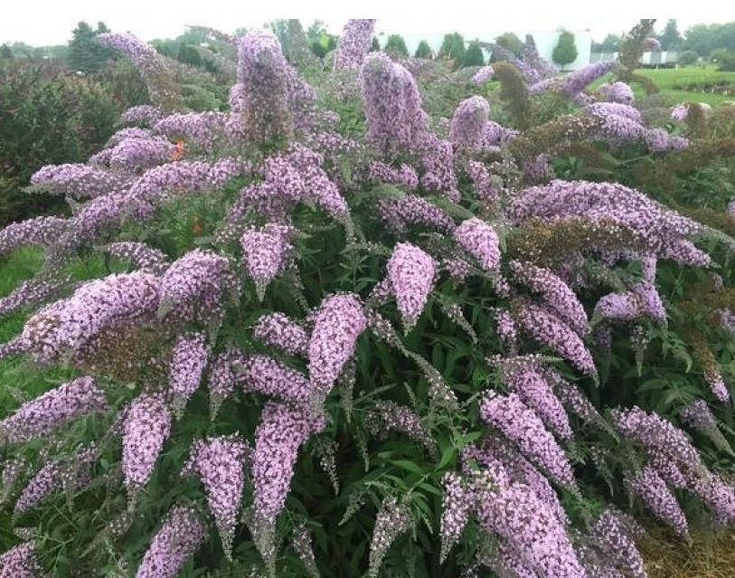 Buddleia