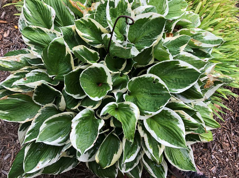 Hosta5