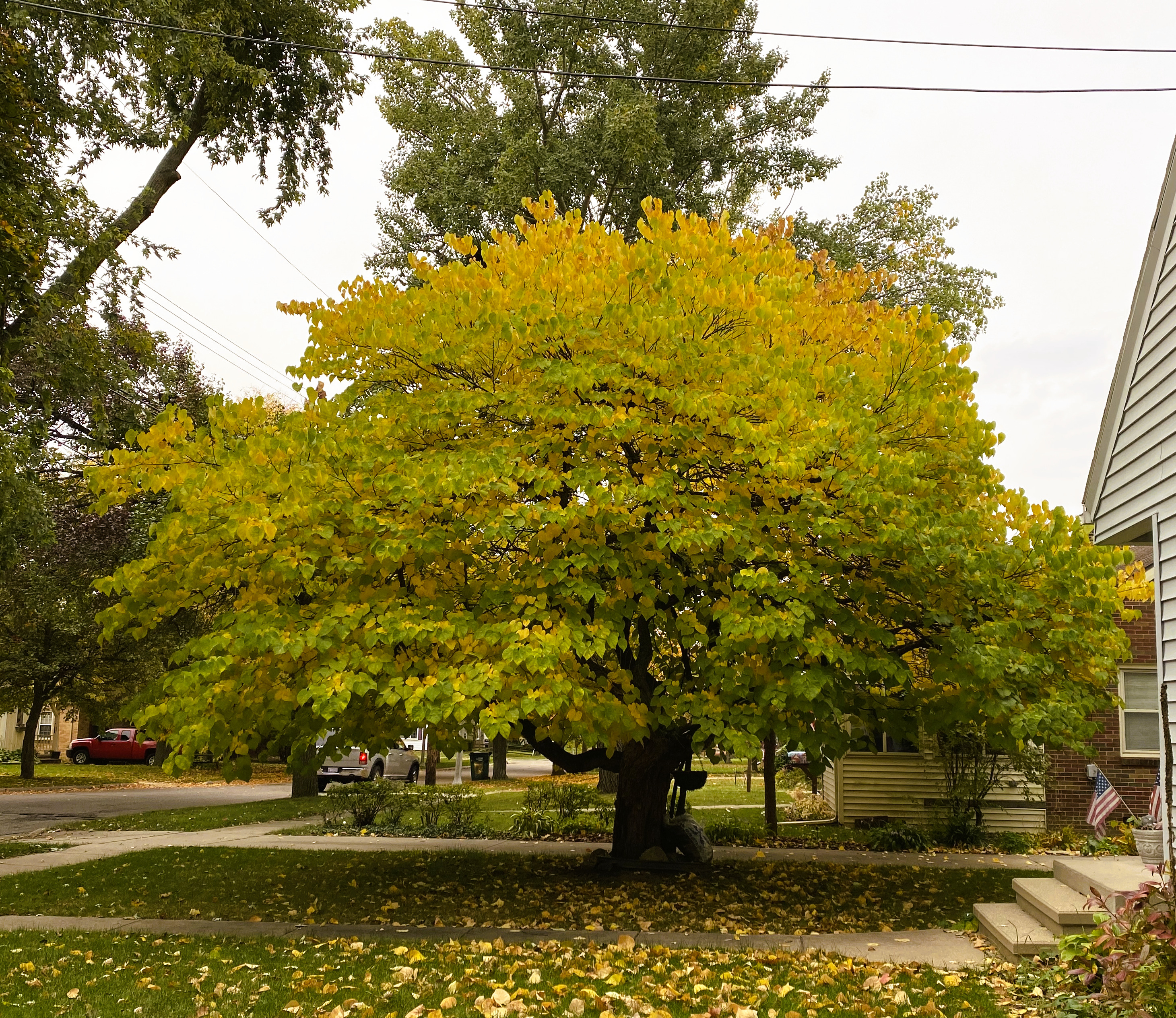 eastern redbud tree in summer