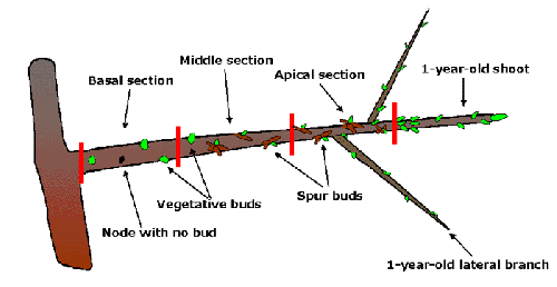 Typical two-year-old sweet cherry branch delineated by red bars