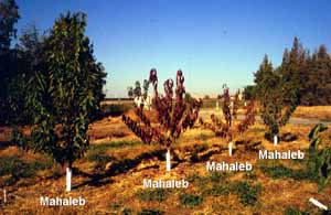 Chelan incompatibility on Mahaleb rootstock.
