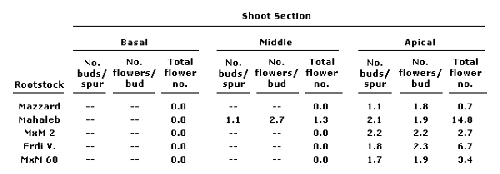 The number of flowers per bud, buds per spur, and mean number of flowers for five high vigor (standard size) sweet cherry rootstocks