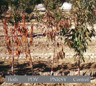 Example of a rootstock hypersensitive to PDV and/or PNRSV.