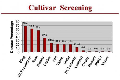 Cherry cultivar screening for powdery mildew