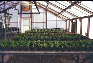 Seeds grown in greenhouse