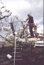 Hand pollinating cherries