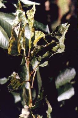 Sweet cherry shoot infected with powdery mildew.