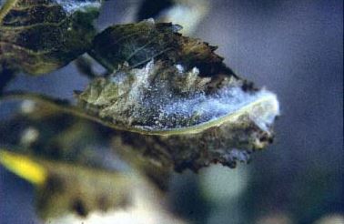 Close-up of powdery mildew infection on a sweet cherry leaf.