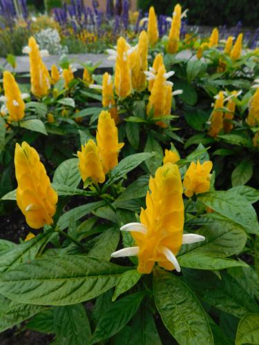 Pachystachys lutea