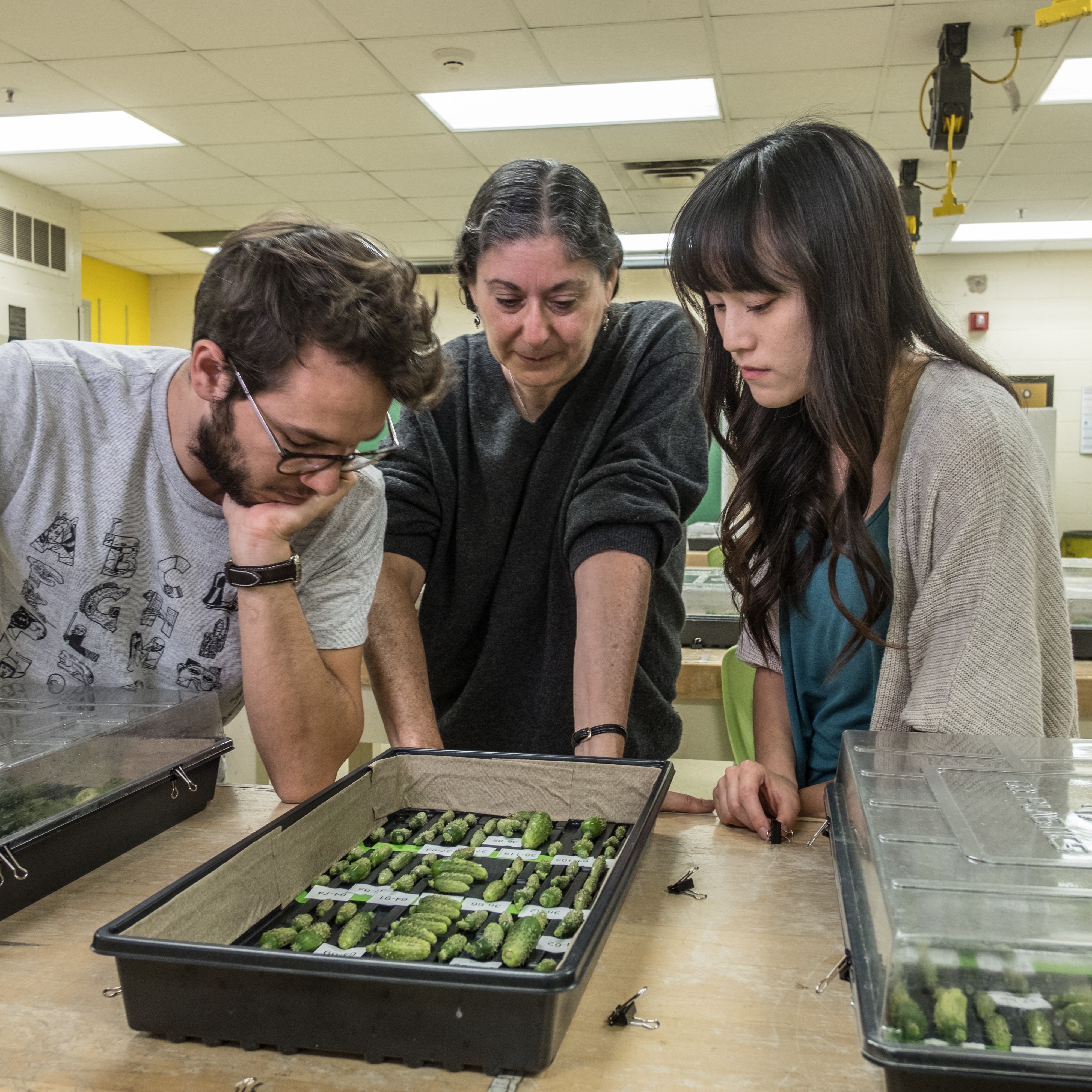 Définition des cultures horticoles