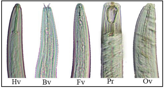 Everything You Need to Know About Weed and Nematodes - RQS Blog