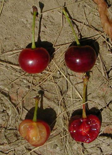 Left: Amarelle Cherry; Right: Morello Cherry