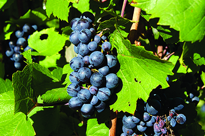 Viticulture_cropped