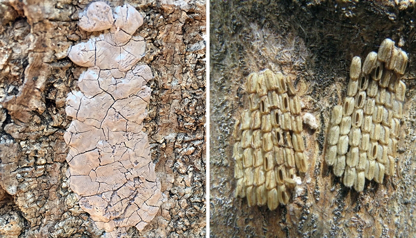 Egg masses unhatched and hatched