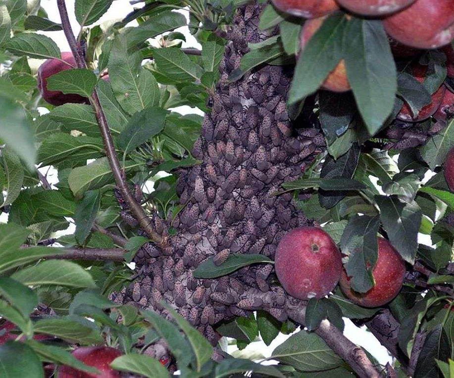 Spotted lanternfly adults on apple tree