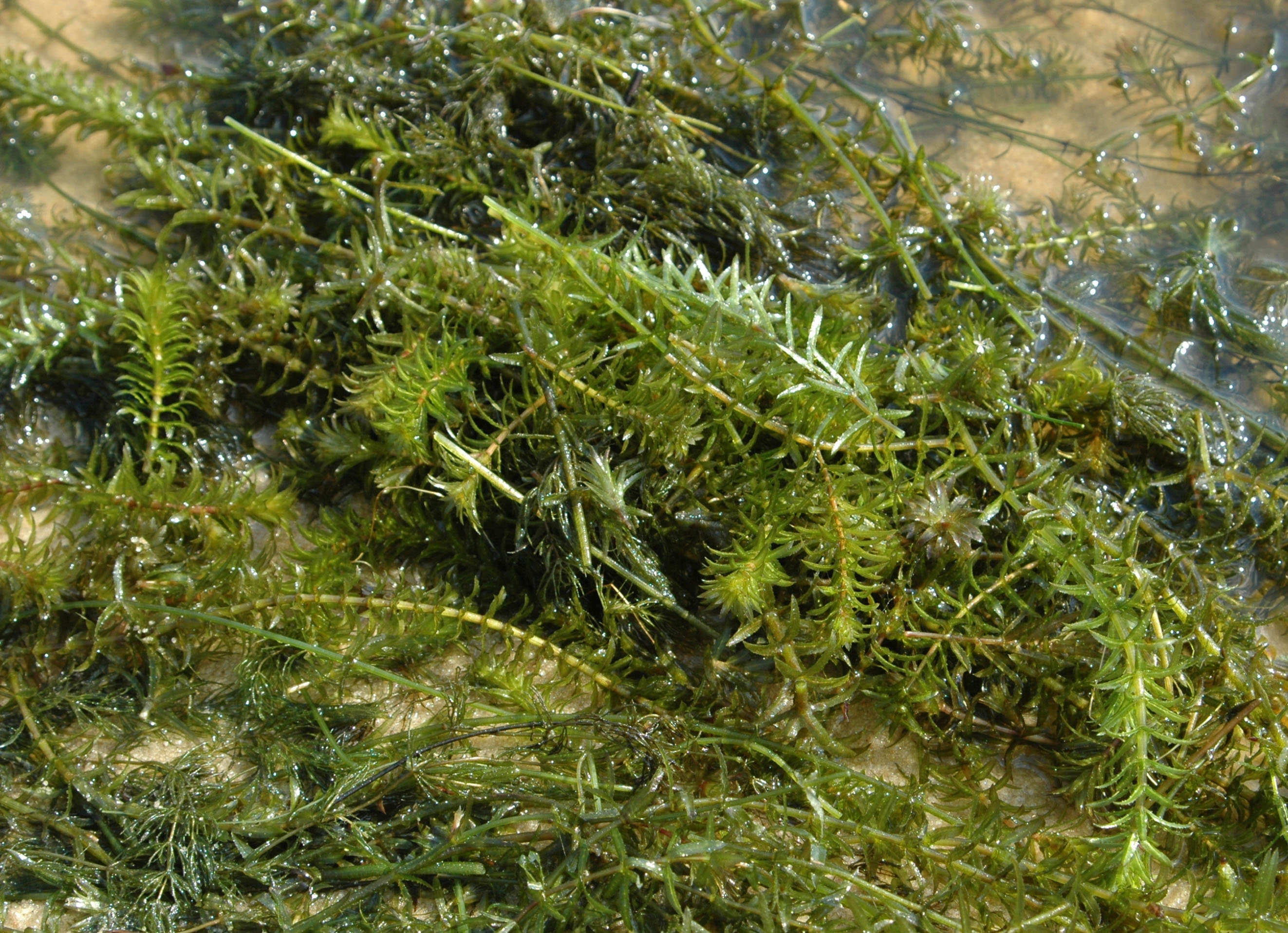 Hydrilla