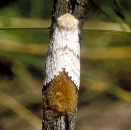Female gypsy moth 