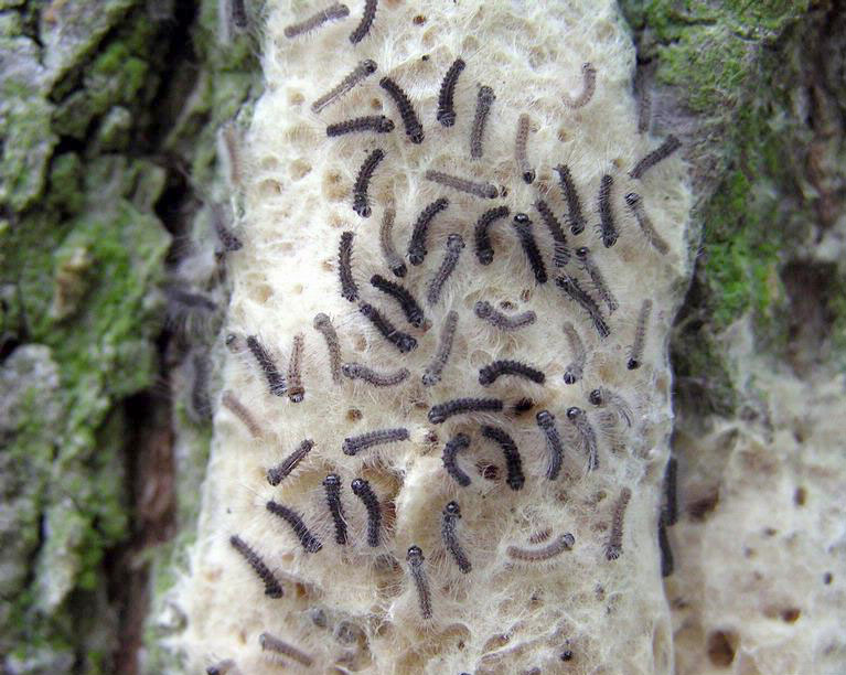 Spongy Moth Life Cycle - Integrated