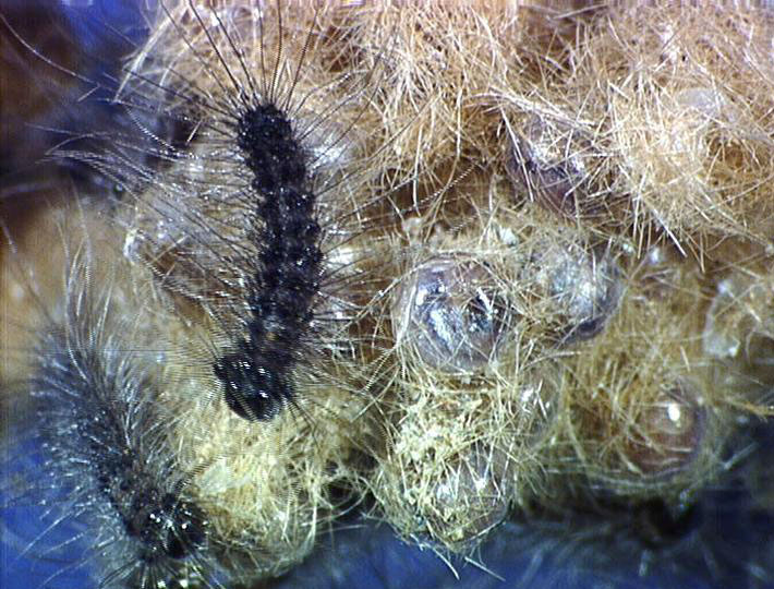 Close-up of gypsy moth eggs and hatching
