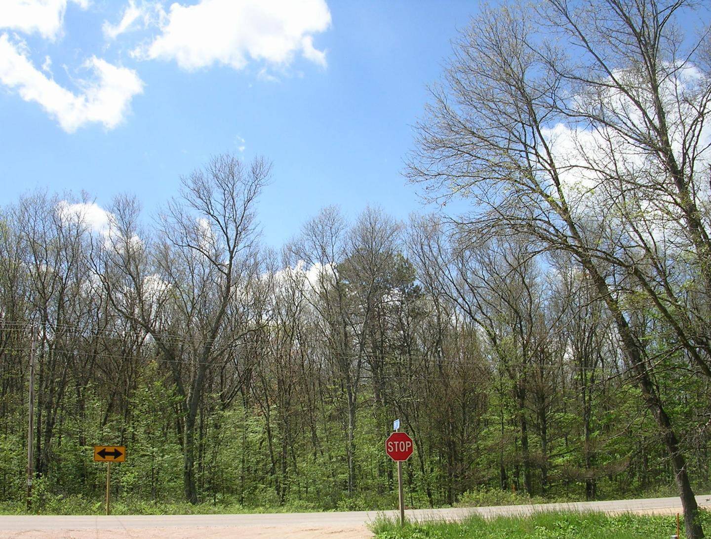Defoliated trees (at intersection)