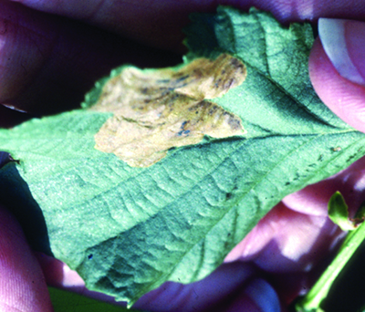 Alder leaf miner damage