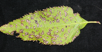 Alternaria on chelone