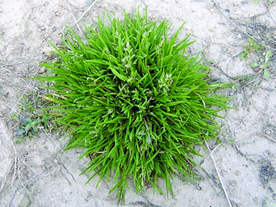 Annual bluegrass plant